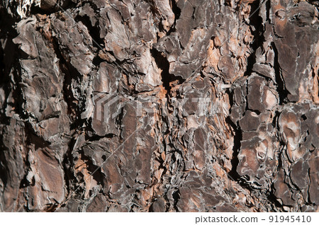 Bark texture Bark texture 91945410