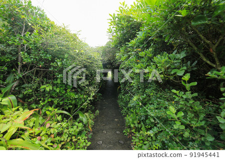 Muroto Misaki Promenade, Muroto City, Kochi Prefecture 91945441