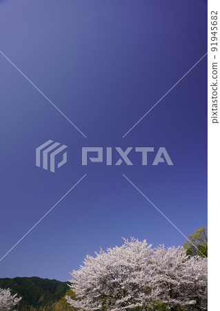 Sakura scenery blue sky background 91945682