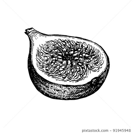Halved fig fruit ink sketch. 91945948