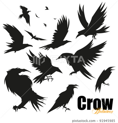 Set of black raven bird in different poses crows 91945985