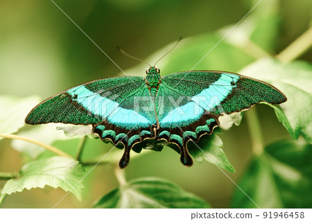 Tropical batterfly Emerald green Swallow tail butterfly 91946458