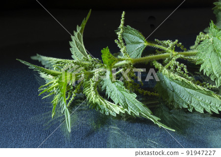 Nettle branch on the table with reflection 91947227