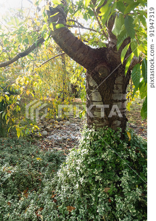 Euonymus or spindle fortunei evergreen plant with green leaves climbing on tree. Gardening in fall Euonymus or spindle fortunei evergreen plant with green leaves climbing on tree. Gardening in fall 91947319