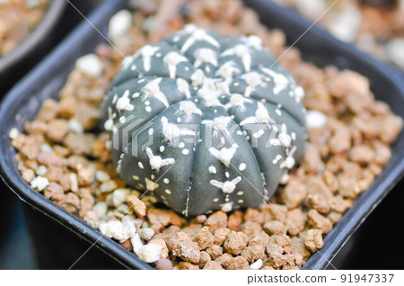 astrophytum asterias miracle , Astrophytum or succulent or astrophytum asterias hanazono or astrophytum asterias super kabuto astrophytum asterias miracle , Astrophytum or succulent or astrophytum asterias hanazono or astrophytum asterias super kabuto 91947337