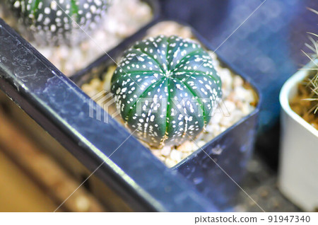 astrophytum asterias miracle , Astrophytum or succulent or astrophytum asterias hanazono or astrophytum asterias super kabuto 91947340