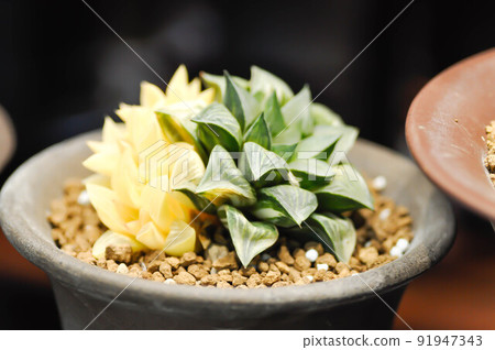 Haworthia Haworthia Haworthia ,Haworthia tsukikage or cactus or succulent 91947343
