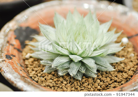 Haworthia ,Haworthia tsukikage or cactus or succulent Haworthia ,Haworthia tsukikage or cactus or succulent 91947344