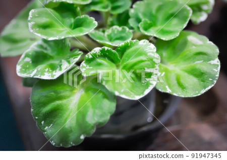 Begonia or Begonia Non Stop Mocca or Begonia maculata ,Begonia Maculata Wightii or succulent. 91947345