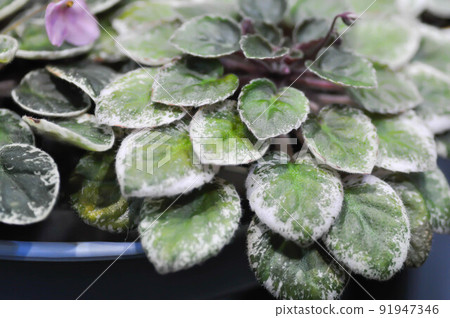 Begonia or Begonia Non Stop Mocca or Begonia maculata ,Begonia Maculata Wightii or succulent. Begonia or Begonia Non Stop Mocca or Begonia maculata ,Begonia Maculata Wightii or succulent. 91947346