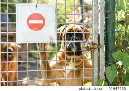 Warning sign - Boxer dog guarding the house Warning sign - Boxer dog guarding the house 91947360