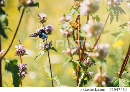 Black carpenter bee on blooming purple flower Black carpenter bee on blooming purple flower 91947484