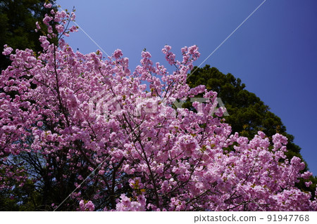 Sakura scenery blue sky background Sakura scenery blue sky background 91947768