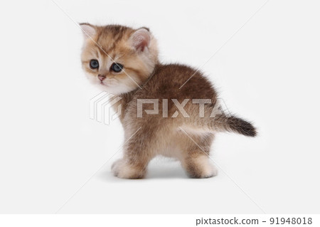 British shorthair kitten of golden color on white background and green leaves. Cute red chinchilla kitten. Pets at cozy home. Top down view web banner. Funny adorable pets cats. Postcard concept. British shorthair kitten of golden color on white background and green leaves. Cute red chinchilla kitten. Pets at cozy home. Top down view web banner. Funny adorable pets cats. Postcard concept. 91948018