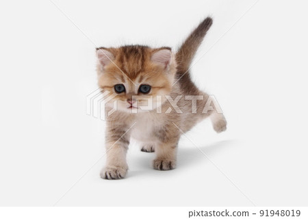British shorthair kitten of golden color on white background and green leaves. Cute red chinchilla kitten. Pets at cozy home. Top down view web banner. Funny adorable pets cats. Postcard concept. British shorthair kitten of golden color on white background and green leaves. Cute red chinchilla kitten. Pets at cozy home. Top down view web banner. Funny adorable pets cats. Postcard concept. 91948019
