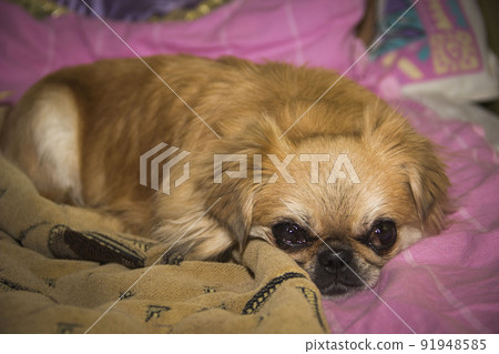 an adult pekingese dog 91948585