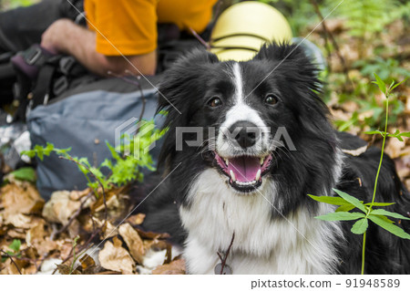 close-up of a border collie portrait 91948589