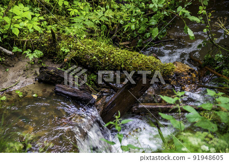 a fallen trunk of spruse tree covered with moss in forest river, Skole Beskids National Nature Park, Ukraine a fallen trunk of spruse tree covered with moss in forest river, Skole Beskids National Nature Park, Ukraine 91948605