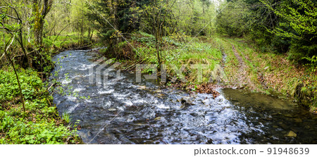 a forest river 91948639