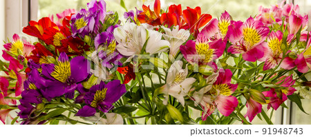 a large bouquet of multi-coloured alstroemerias a large bouquet of multi-coloured alstroemerias 91948743