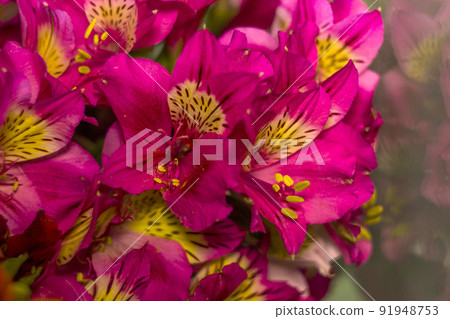 a bouquet of pink alstroemerias a bouquet of pink alstroemerias 91948753