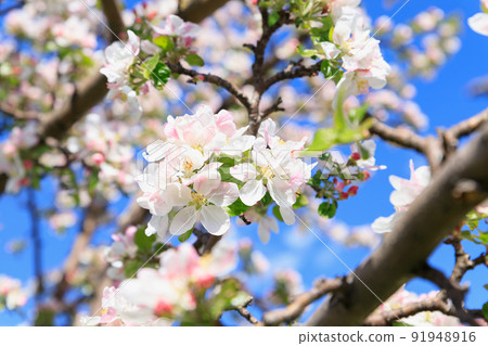White pink flowers of the apple tree variety "Bashkirskiy krasavets" (Bashkir handsome) on blue sky. Blossom, closeup, texture. 91948916