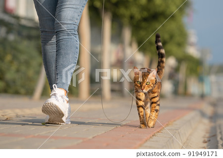 A Bengal cat on a leash walks next to a woman on the sidewalk. A Bengal cat on a leash walks next to a woman on the sidewalk. 91949171