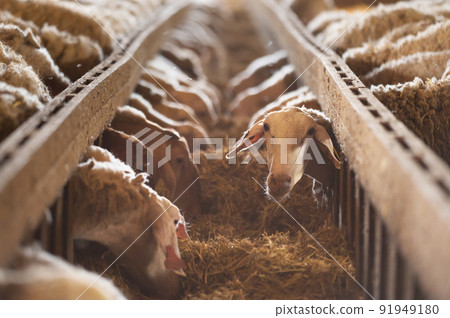 Sheep eating hay in shed. Domestic animals feeding at stable. Cattle feed concept. Livestock farm. Sheep eating hay in shed. Domestic animals feeding at stable. Cattle feed concept. Livestock farm. 91949180