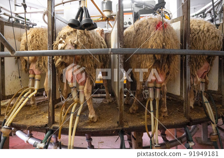 milking sheep at the dairy farm 91949181