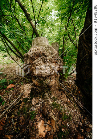 Acacia tree and cap on its bark, cap is a benign growth on the tree. Acacia tree and cap on its bark, cap is a benign growth on the tree. 91949296