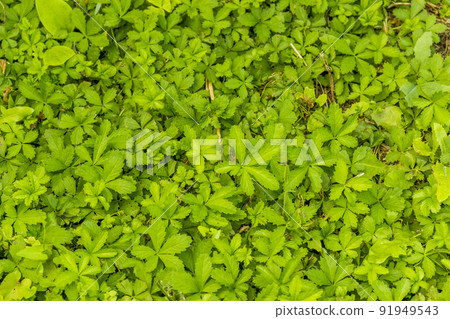 a green leaves background a green leaves background 91949543