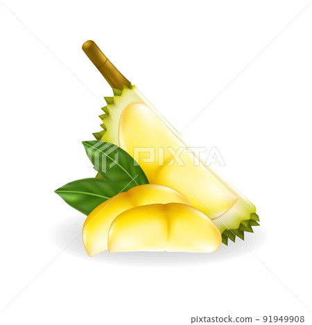 King of fruits, durian Vector illustration King of fruits, durian Vector illustration 91949908