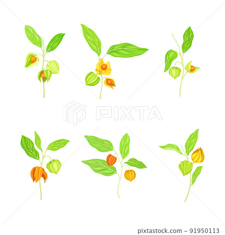 Ashwagandha or Indian Ginseng as Perennial Specie with Elliptic Leaves and Bell-shaped Flowers Vector Set 91950113