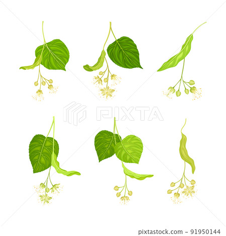 Twig of Linden or Tilia Cordata Blossom with Small Yellow Flower Clusters Vector Set 91950144