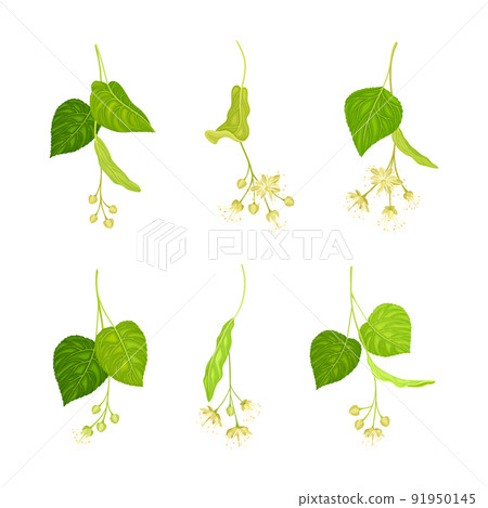 Twig of Linden or Tilia Cordata Blossom with Small Yellow Flower Clusters Vector Set 91950145