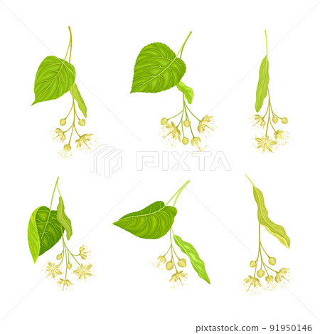 Twig of Linden or Tilia Cordata Blossom with Small Yellow Flower Clusters Vector Set 91950146