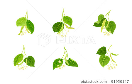 Twig of Linden or Tilia Cordata Blossom with Small Yellow Flower Clusters and Drupe Vector Set 91950147