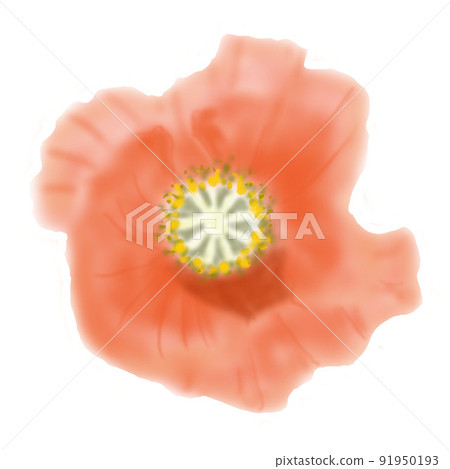 Poppy seen from the front 91950193