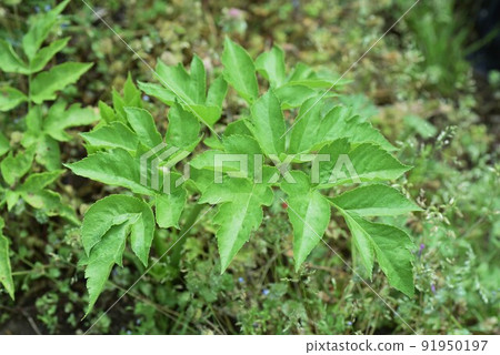 Ashitaba cultivation / kitchen garden 91950197