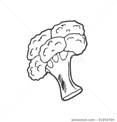 Doodle icon broccoli. Fresh cartoon vegetable isolated on white background used for magazine, book, poster, card, menu cover, web pages. Organic food vegan concept. 91950394