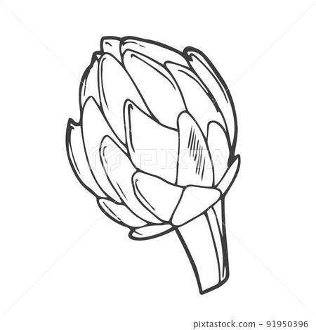 Hand drawn artichoke icon. Vector badge vegetable in the old ink style for brochures, banner, restaurant menu and market Hand drawn artichoke icon. Vector badge vegetable in the old ink style for brochures, banner, restaurant menu and market 91950396