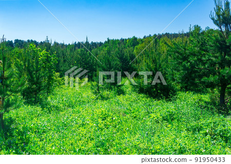 landscape with a sunny spring meadow at the edge of the forest 91950433