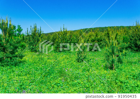 blooming transitional meadow with young spruce growth blooming transitional meadow with young spruce growth 91950435