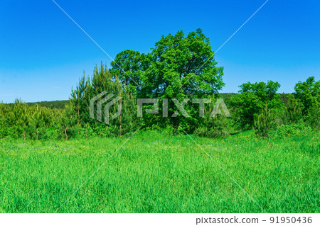 meadow on the forest edge on a sunny day 91950436