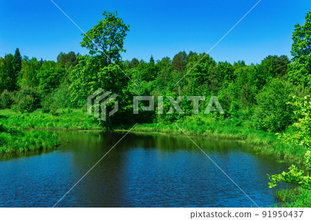 small forest river between banks with fen meadows small forest river between banks with fen meadows 91950437