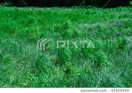 emerald green fen-meadow with green grass sedges on a clear day 91950449
