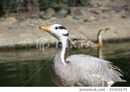 "Indian gun" looking up "Indian gun" looking up 91950479