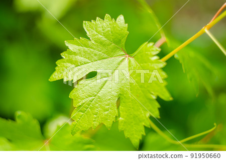 Young grape leaves. Backdrop Young grape leaves. Backdrop 91950660