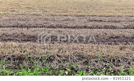 Scenery of the wheat field after harvesting Scenery of the wheat field after harvesting 91951121