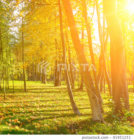 Autumn park with yellow fallen leaves illuminated sun. 91951251